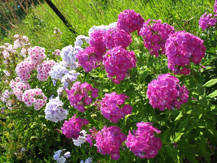 Pink and purple phlox flowers in a garden