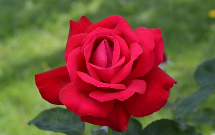 Red Rose in Bloom