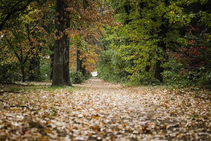 Autumn Avenue in a Forest with Fallen Leaves