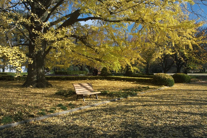 Park bench under autumn trees with fallen leaves