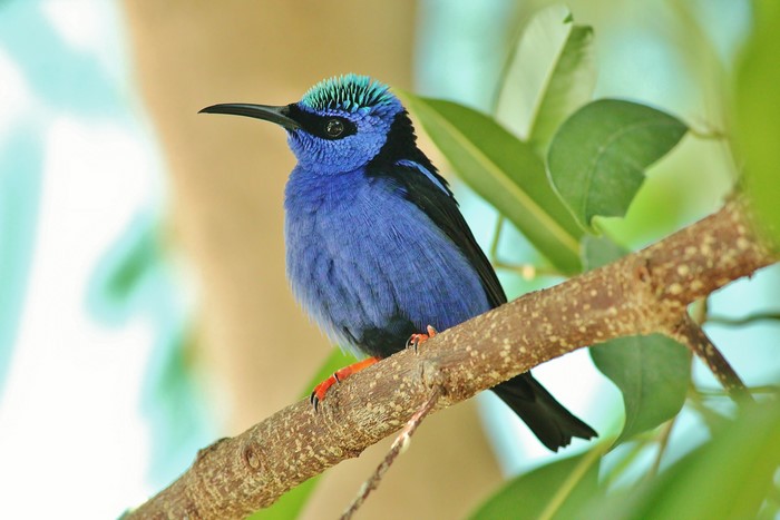 Blue bird with green crest on a branch