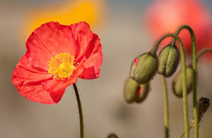 Red poppy flower and buds