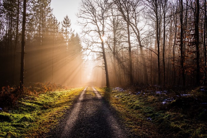 Sunbeams through a forest onto a dirt road