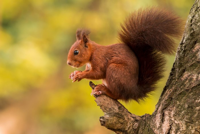 Red squirrel eating on a tree branch