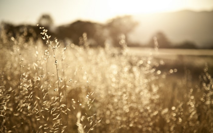 Golden dry grass in the sunlight
