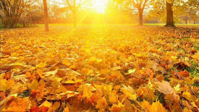 Autumn park with fallen leaves and sunlight