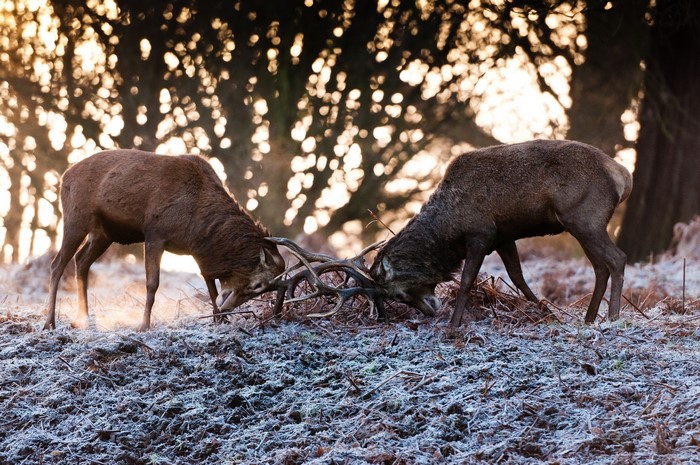 Two deer fighting with antlers in a frosty forest
