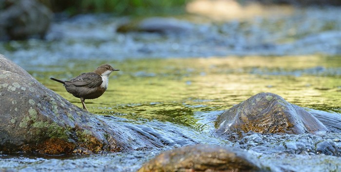 A dipper bird stands on a rock in a river