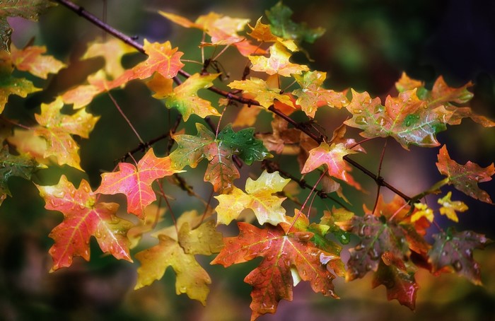 Autumn leaves with water drops on branches