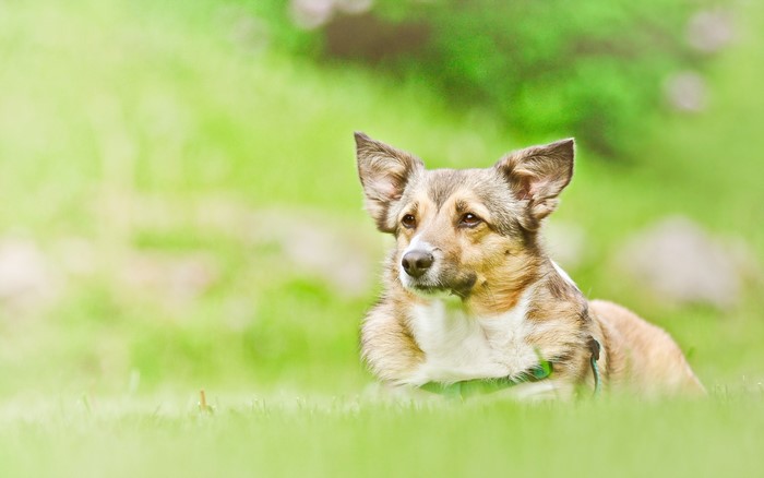 A dog lying on green grass