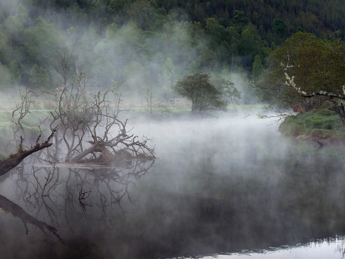 Misty lake with dead trees and forest