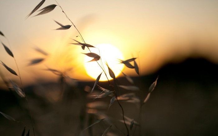Close-up of grass stalks against a sunset