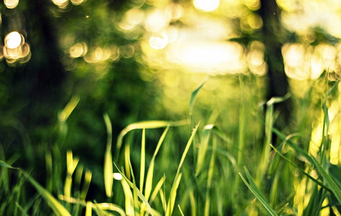 Green grass with blurred golden bokeh background