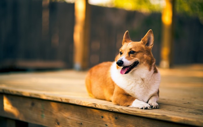 Pembroke Welsh Corgi lying on a wooden deck