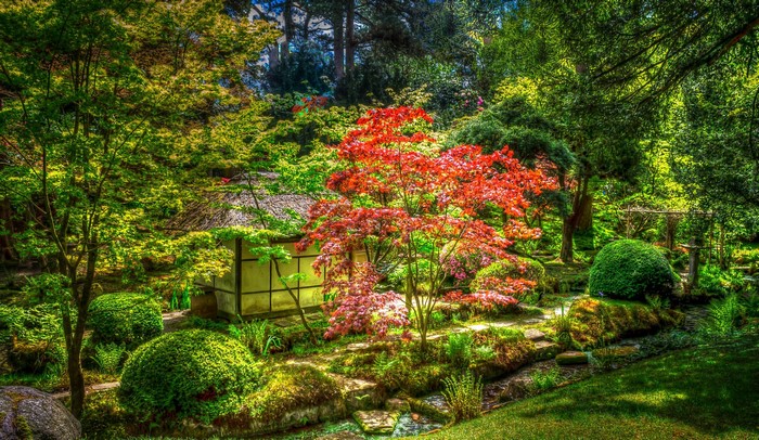Japanese garden with red maple tree and pagoda