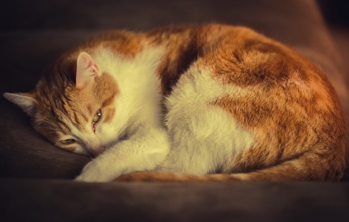 Orange and white cat sleeping curled up