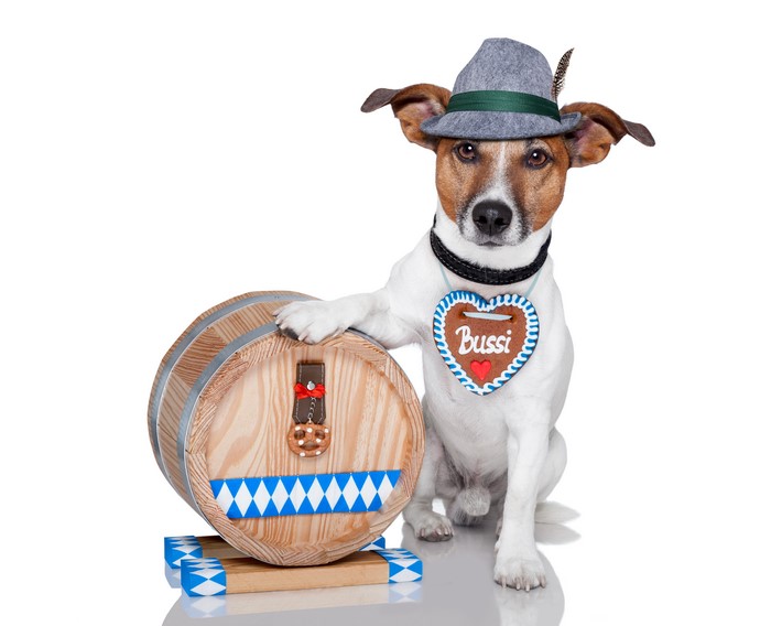 Jack Russell terrier with barrel and hat