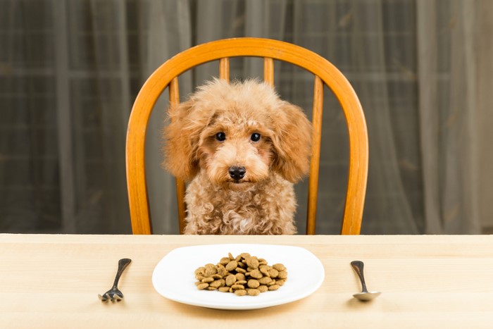 Poodle dog sitting at a table with food