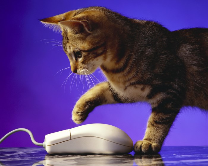 A cat plays with a computer mouse