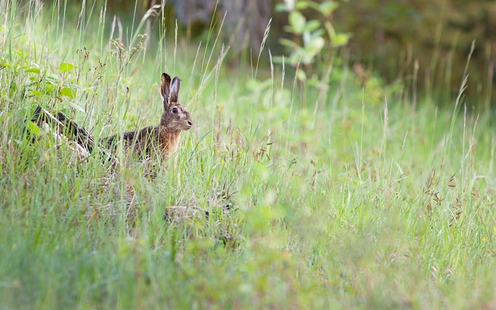 Hare in tall green grass