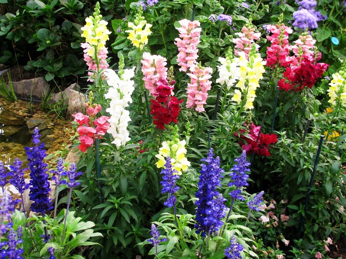 Snapdragons and Salvia in a Garden