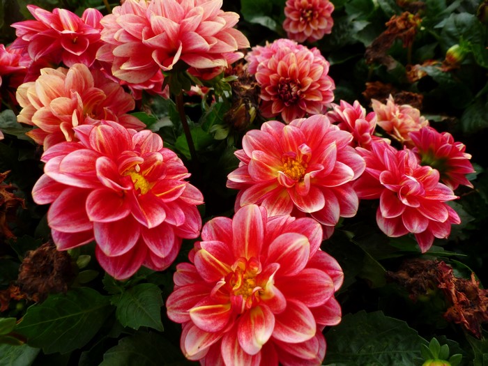 Pink and red dahlias in bloom