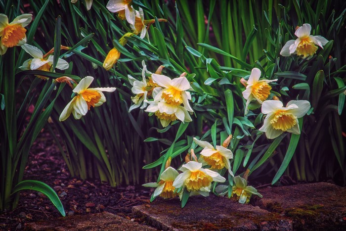 White and yellow daffodils in green foliage