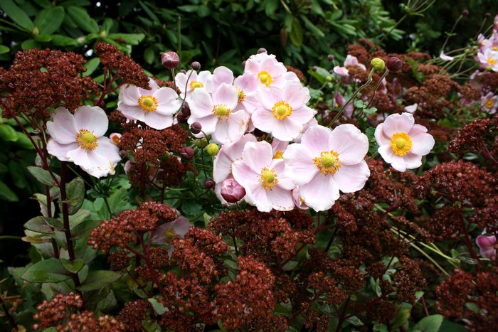 Pink Japanese Anemone flowers with dark foliage