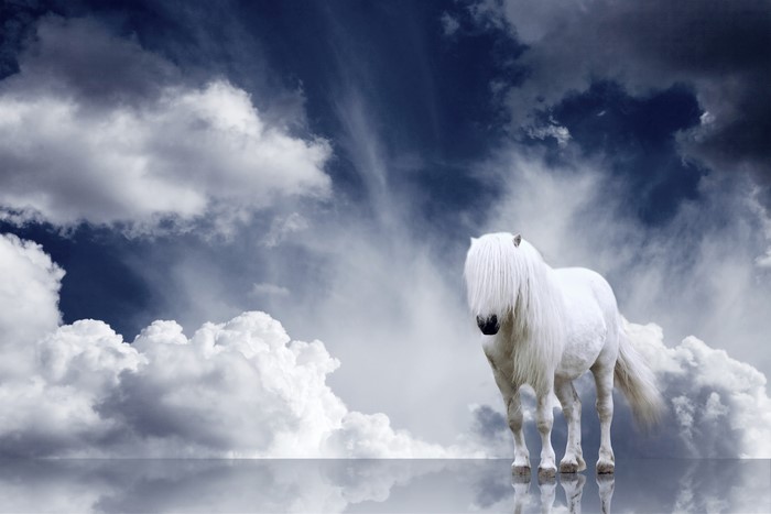 White horse in clouds