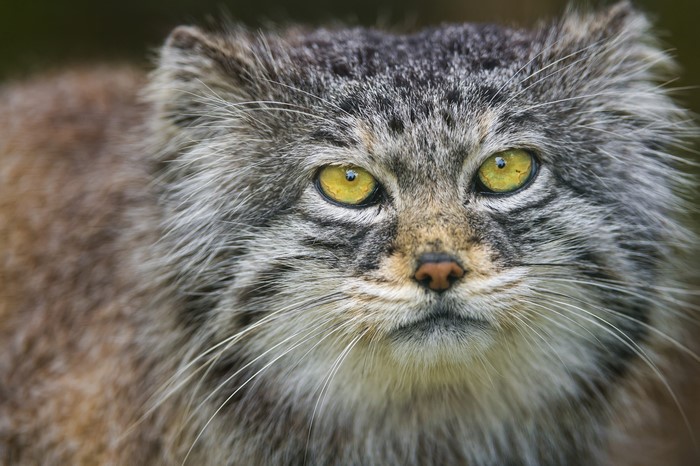 Closeup of a Pallas Cat's Face