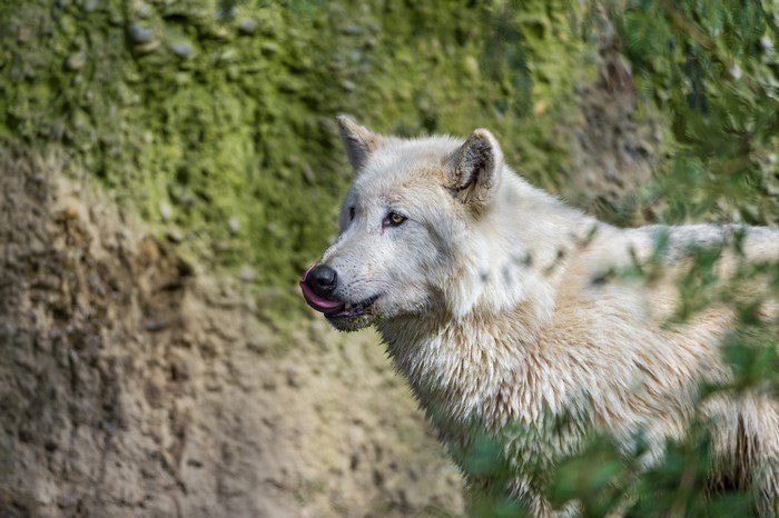 White wolf licking its nose in front of a rocky hill