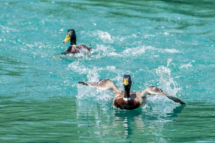 Two ducks splashing in turquoise water