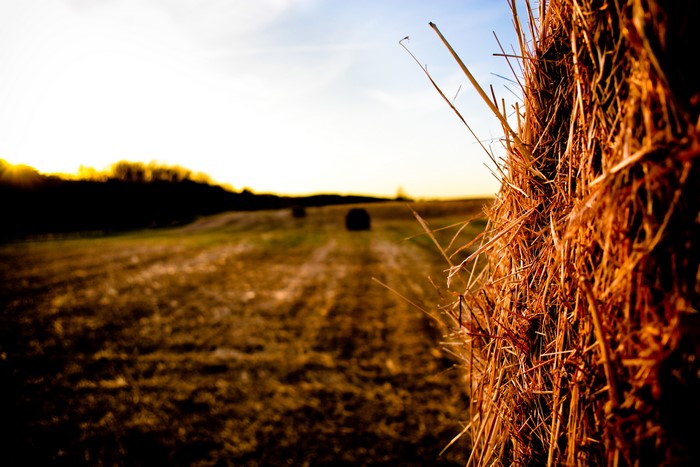 Hay bale in a field at sunset