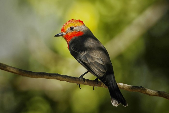 A bird with a red head perched on a branch