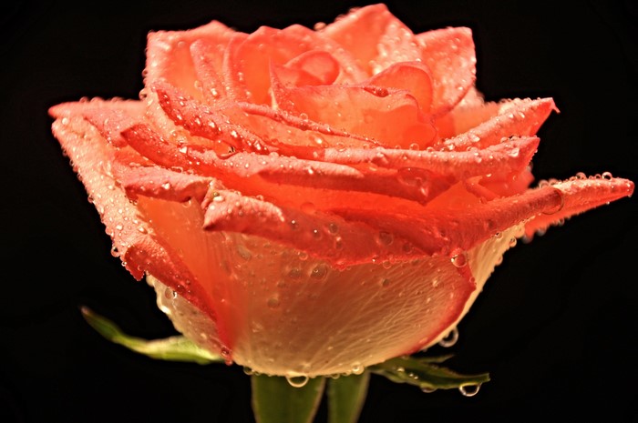 Close-up of an orange rose with water drops