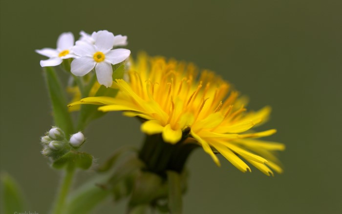Yellow dandelion and white flowers closeup