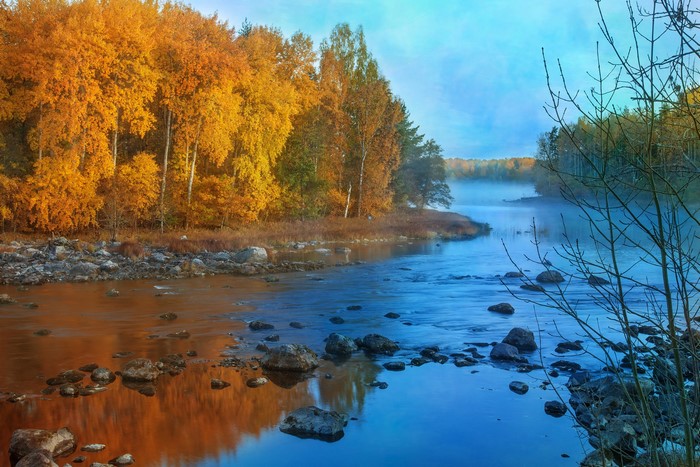 Autumn river with golden trees and mist