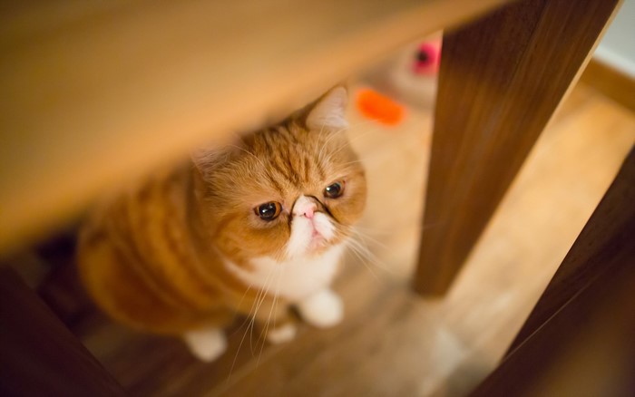 Ginger cat looking up from under wooden furniture