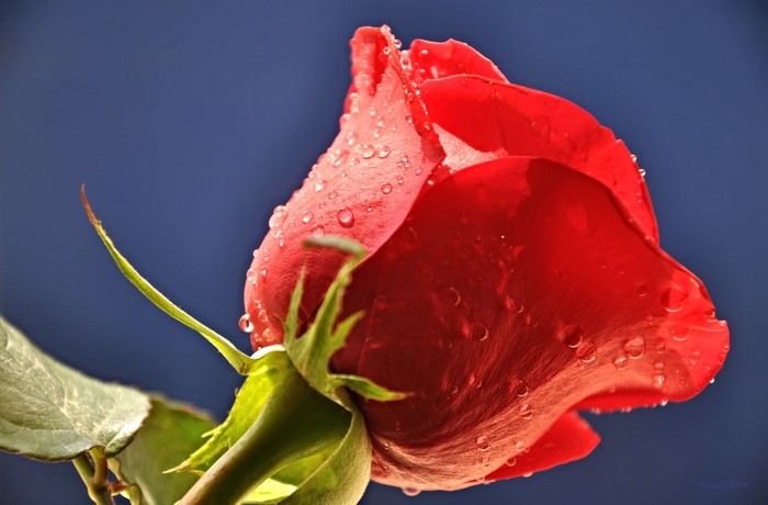 Red rose with water drops