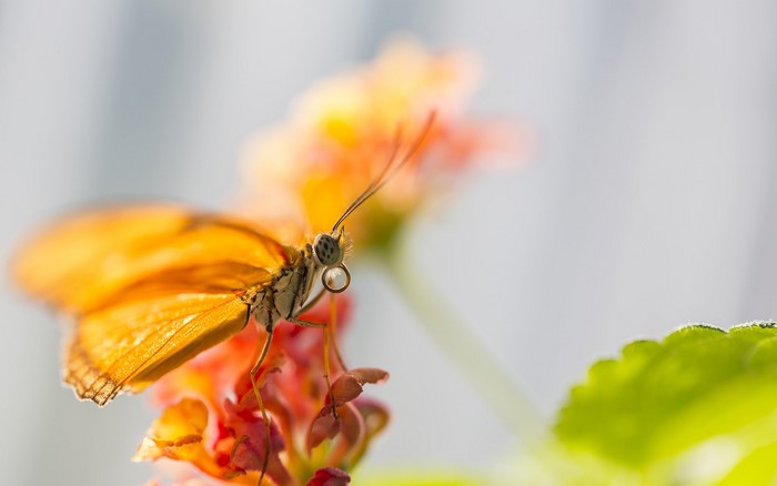 Orange butterfly on a flower