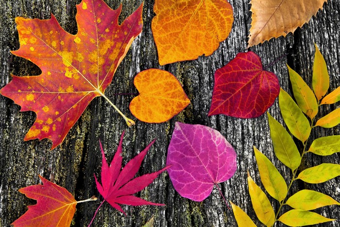 Autumn Leaves on Wood