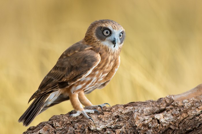 Southern Boobook Owl perched on a branch