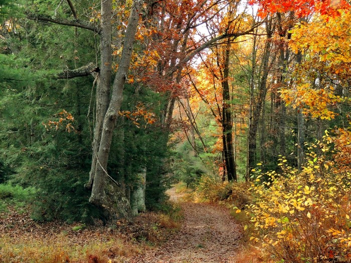 Autumn forest trail with colorful trees