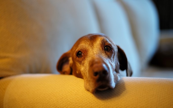 Brown dog resting its head on a couch