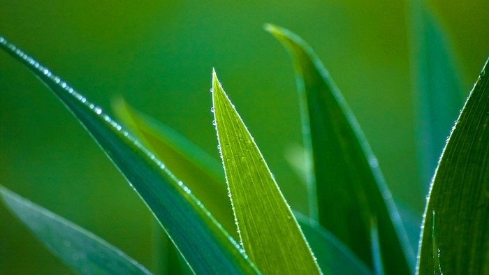 Closeup of green leaves with water drops