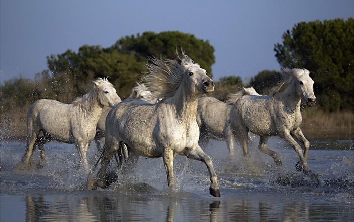 White horses running through water with splashes