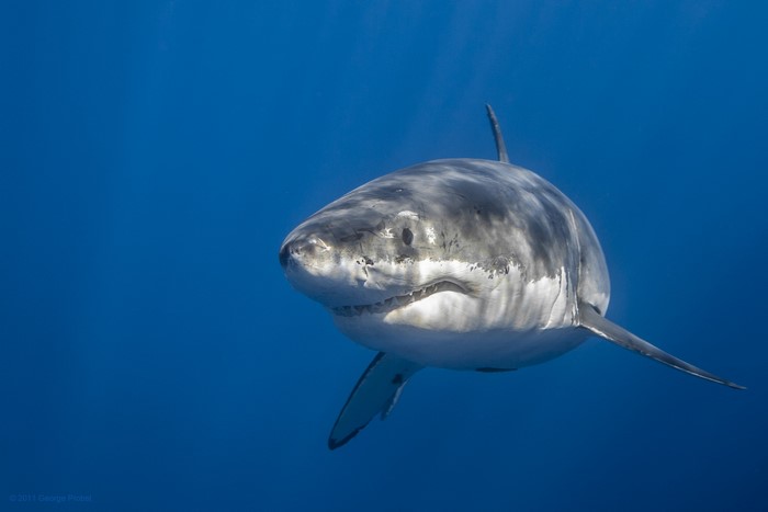 Great White Shark swimming in blue ocean
