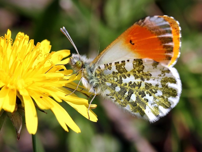 Orange-tip butterfly on a dandelion