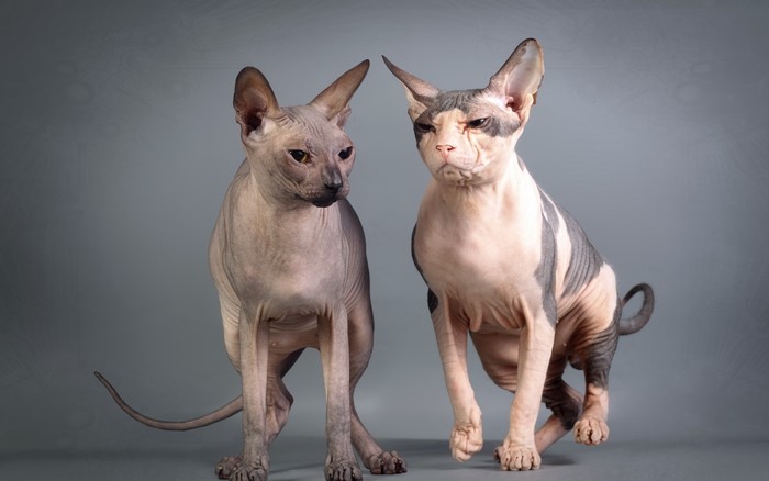 Two Sphynx cats looking in different directions