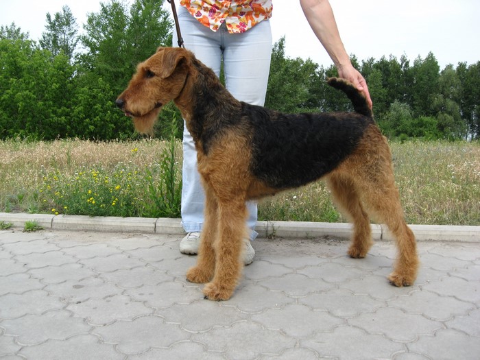 Airedale Terrier dog standing next to a person